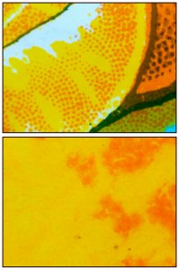 Naranjada micro twice