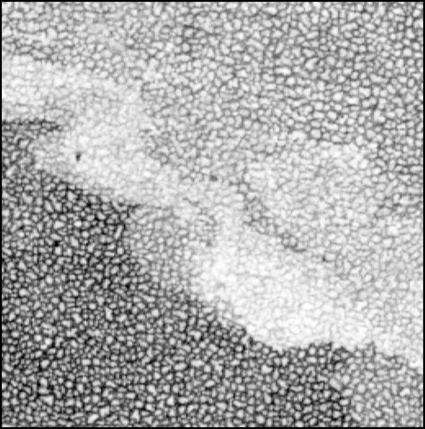 Aquatint positive_ super close up G