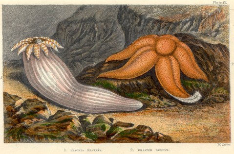 GLAUCUS plate 12_Charles Kingsley_William Dickes